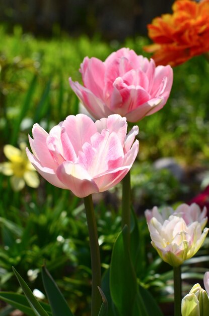 Tulipas cor de rosa no jardim no fundo da grama verde