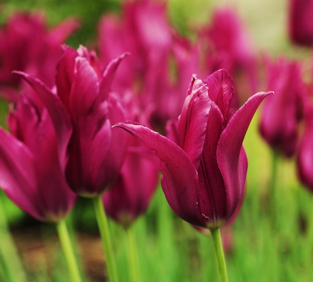 Tulipas cor de rosa no jardim