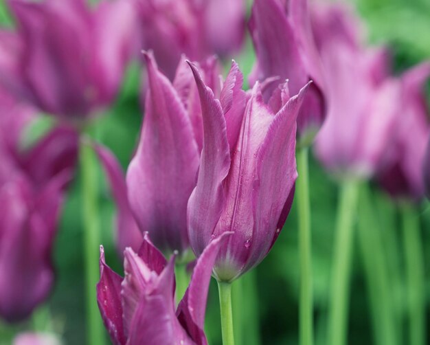 Tulipas cor de rosa no jardim