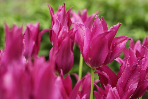 Tulipas cor de rosa no jardim