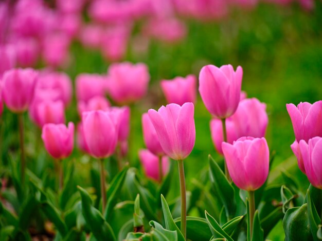 Tulipas cor de rosa no parque natural