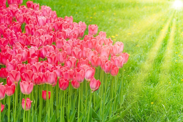 Tulipas cor de rosa no parque