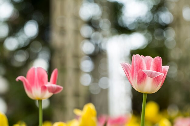 Tulipas cor de rosa são bokeh de fundo.