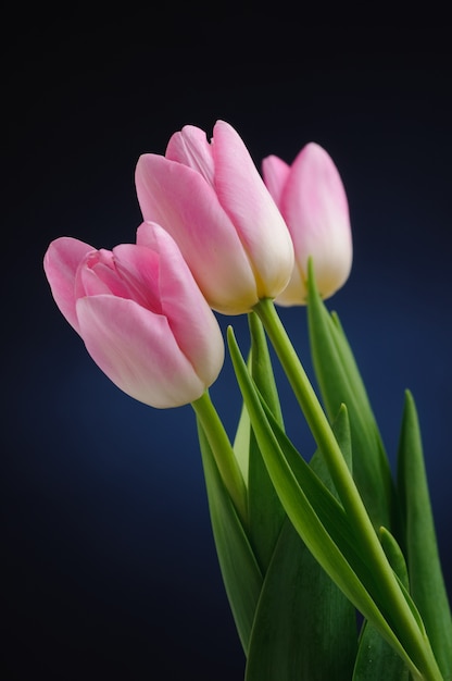 Tulipas cor de rosa.