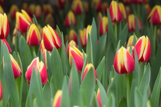 tulipas crescendo em um belo jardim na primavera