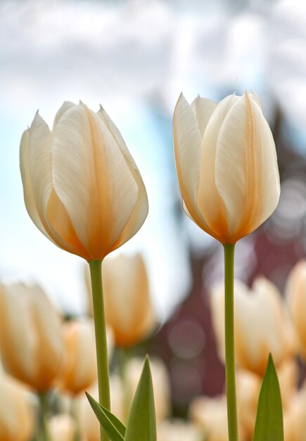 Tulipas crescendo em um jardim de quintal verde exuberante no verão Lindas plantas com flores de pêssego florescendo e florescendo em um parque durante a primavera Linda flora florescendo em um campo ou campo