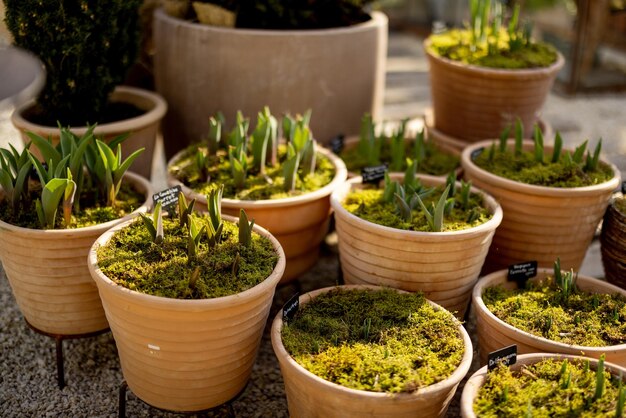 Tulipas crescendo em vasos de barro no jardim