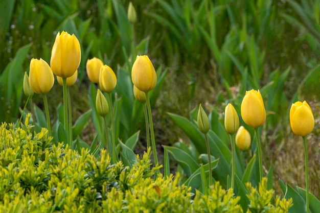 Tulipas crescendo no jardim Flores da primavera no canteiro de flores