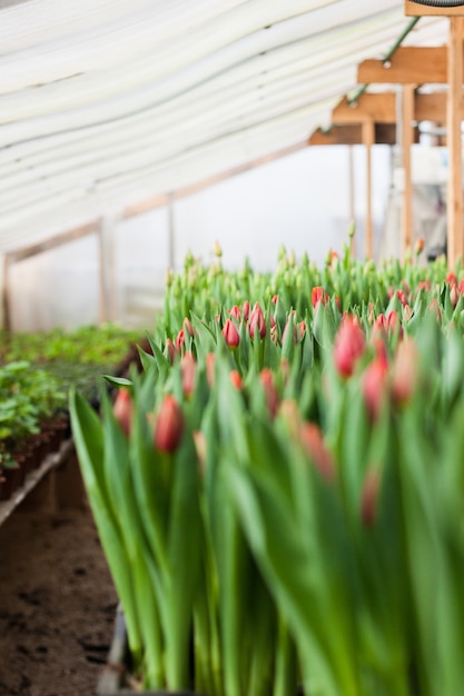 Tulipas cultivadas em estufa, flores naturais, plantas varietais