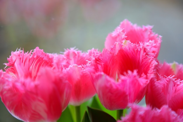 Foto tulipas da primavera em um vaso