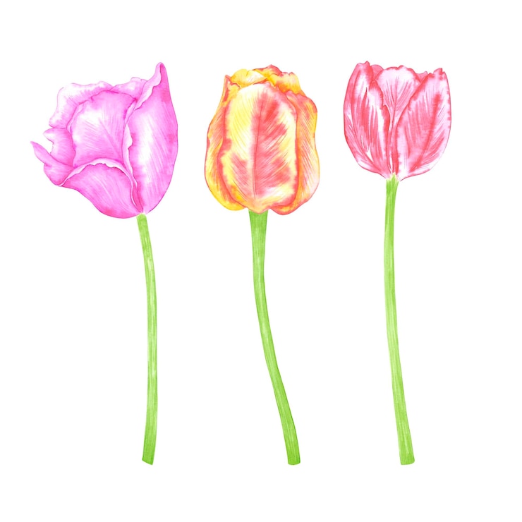 Foto tulipas de aquarela desenhadas à mão com folhas verdes, borda de moldura de coroa de flores isoladas em fundo branco, podem ser usadas para álbuns de convites de cartões postais e outros produtos impressos