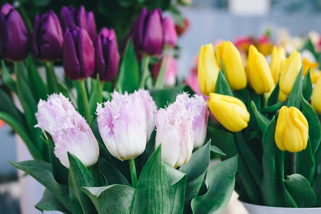 Tulipas de cores diferentes no balcão da loja de flores