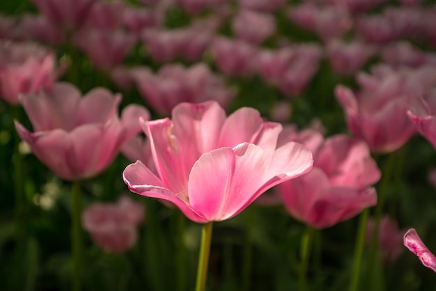 Tulipas de cores vibrantes na Holanda, Holanda