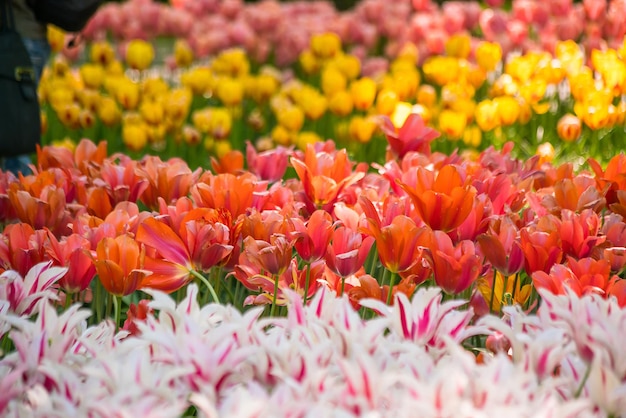 Tulipas de cores vibrantes na Holanda, Holanda