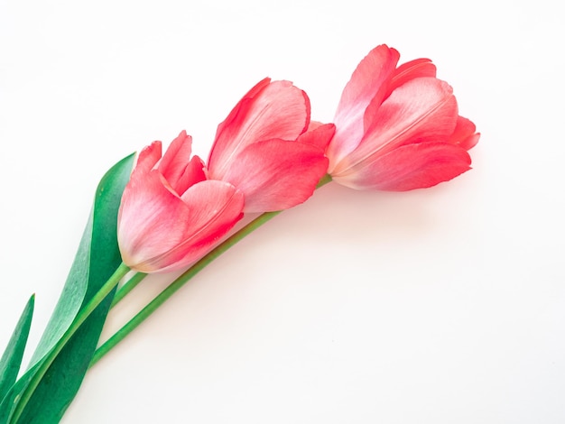 Foto tulipas de flores de primavera rosa delicadas e brilhantes em um fundo branco com um lugar para texto