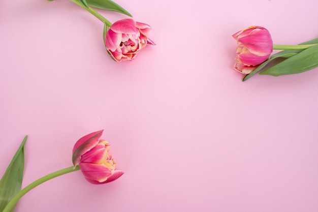 Tulipas de flores duplas coloridas brilhantes estão sobre um fundo rosa Vista de cima Lugar para texto