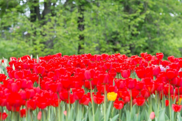 Tulipas de flores vermelhas no belo parque verde