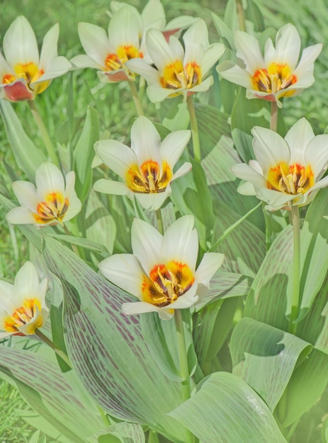 Foto tulipas de greig em campo na fazenda de tulipas tulipas florescendo brilhantes crescendo no jardim primavera