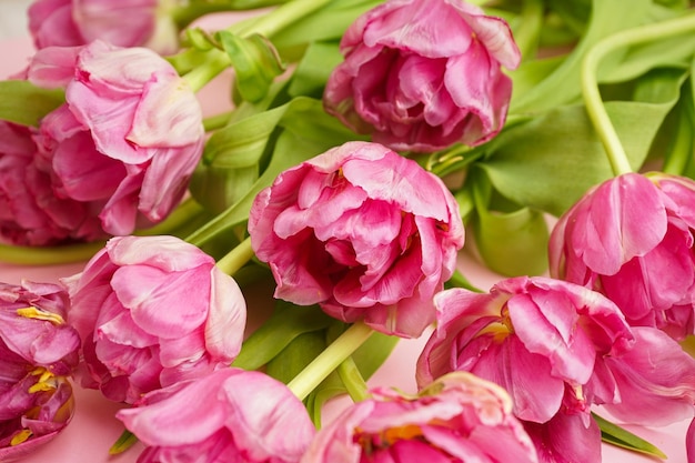 Foto tulipas de peônia rosa fresca close-up conceito festivo para o dia da mãe ou o dia dos namorados