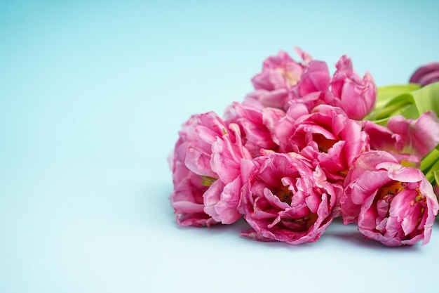 Foto tulipas de peônia rosa fresca em fundo azul pastel dia das mães ou dia dos namorados saudação vista de cima