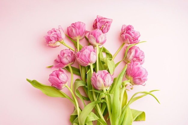 Foto tulipas de peônia rosa frescas em close de fundo rosa dia das mães ou dia dos namorados