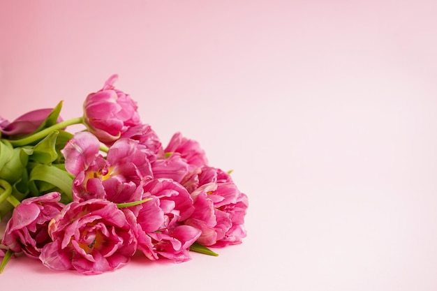Foto tulipas de peônia rosa frescas em espaço de fundo rosa pastel para texto dia das mães ou dia dos namorados