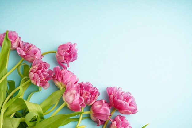 Tulipas de peônia rosa frescas em fundo azul pastel com espaço para texto