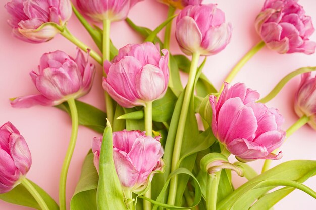 Foto tulipas de peônia rosa frescas em fundo rosa pastel close-up dia das mães ou dia dos namorados