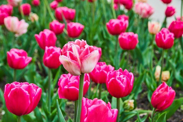 Tulipas de primavera deslumbrantes de rosa em detalhes