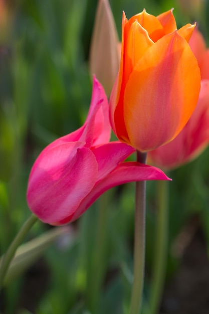 Tulipas de várias cores na natureza na primavera