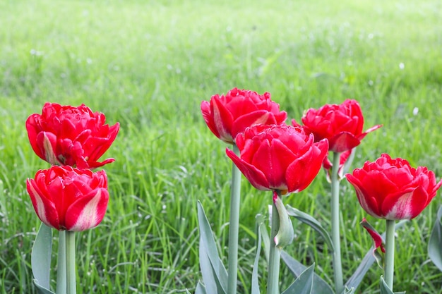 Tulipas decorativas vermelhas contra o fundo de grama e sol