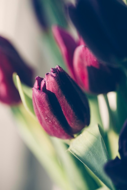 Tulipas elegantes. cores de tendência foto