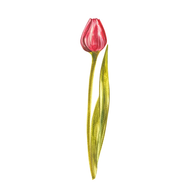 Tulipas em aquarela. Jogo da flor selvagem isolado no branco. Ilustração botânica em aquarela, buquê de tulipas laranja, flores rústicas.