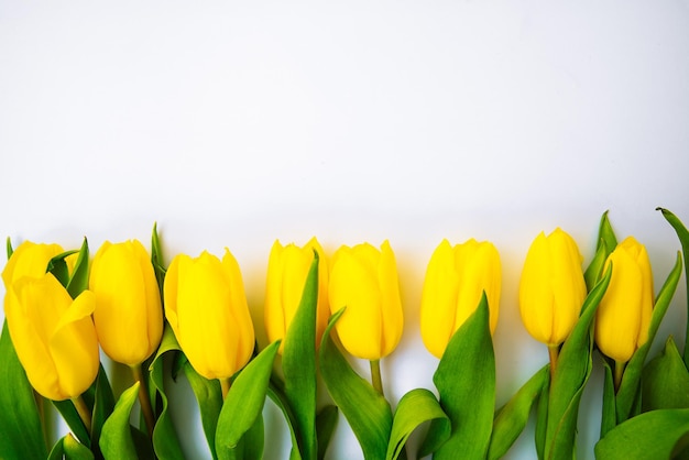 Tulipas em cima no espaço de cópia de fundo branco