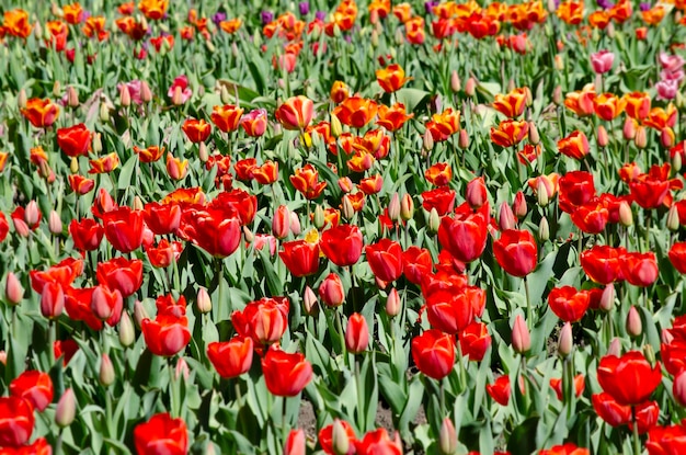 tulipas em flor plantação de tulipas de bulbo vermelho escuro