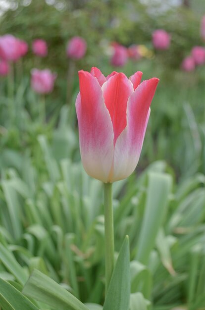 Tulipas em forma de lírio rosa Tulipas em forma de lírio rosa Sussurrando sonho florescendo no jardim