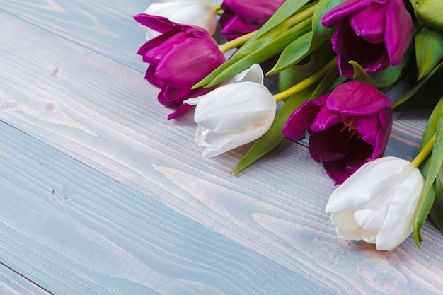 Tulipas em fundo azul de madeira. Imagem de flor de primavera.