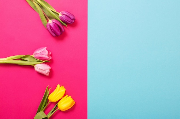 Tulipas em fundo de papel rosa e azul