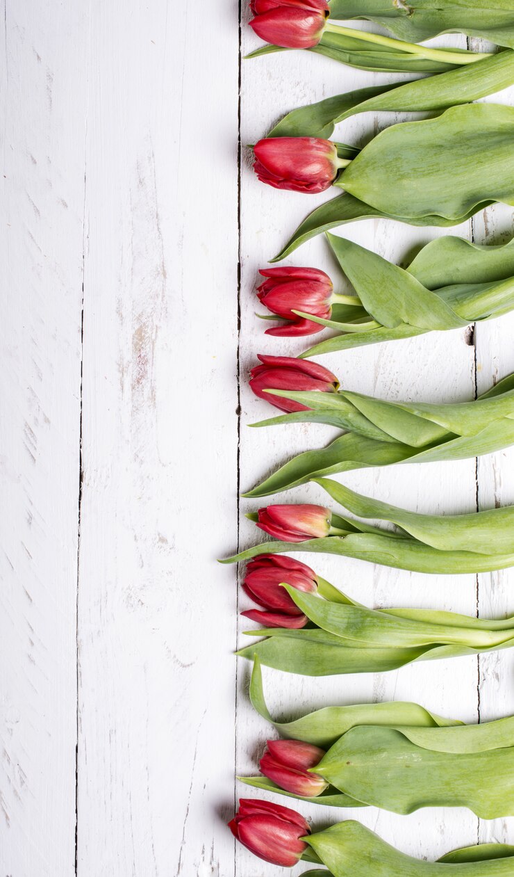 Foto tulipas em pranchas de madeira brancas
