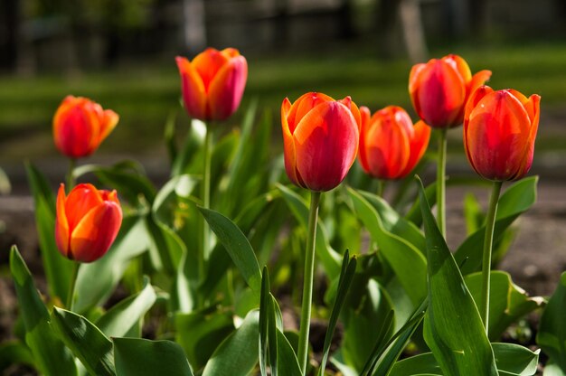 Tulipas fechadas com pétalas vermelhas e amarelas e folhas verdes sobre fundo desfocado