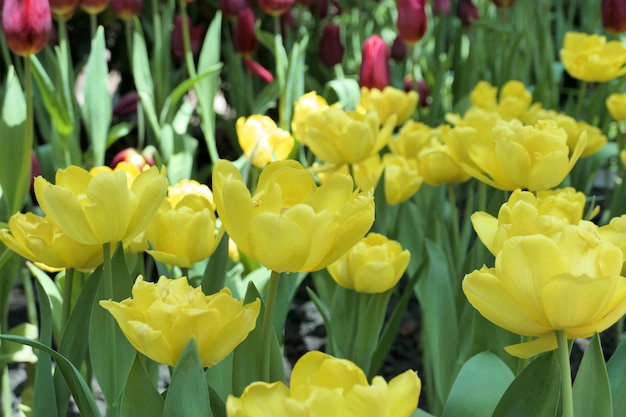 Las tulipas florecen hermosas en la planta del jardín