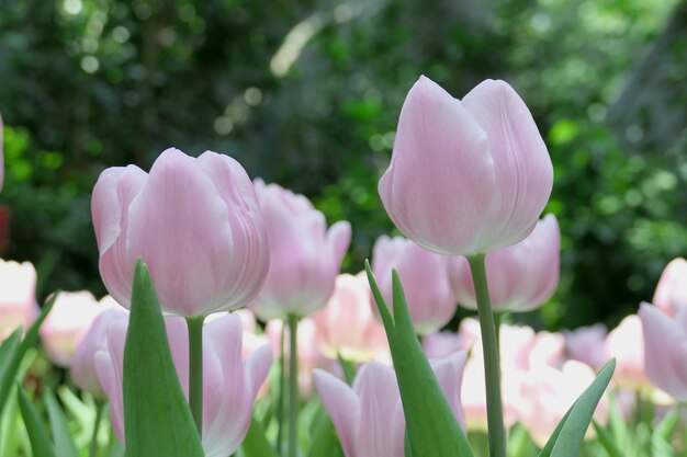 Las tulipas florecen hermosas en la planta del jardín