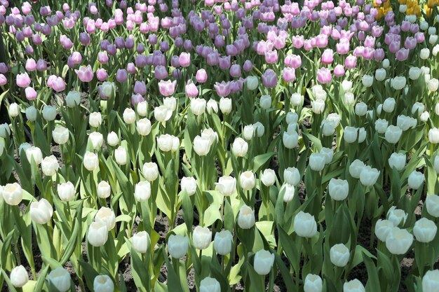 Las tulipas florecen hermosas en la planta del jardín