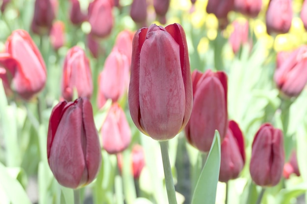 Foto las tulipas florecen hermosas en la planta del jardín