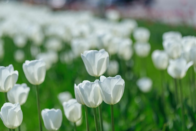 Tulipas flores plantas nos canteiros de flores da cidade humor de verão cores brilhantes closeup