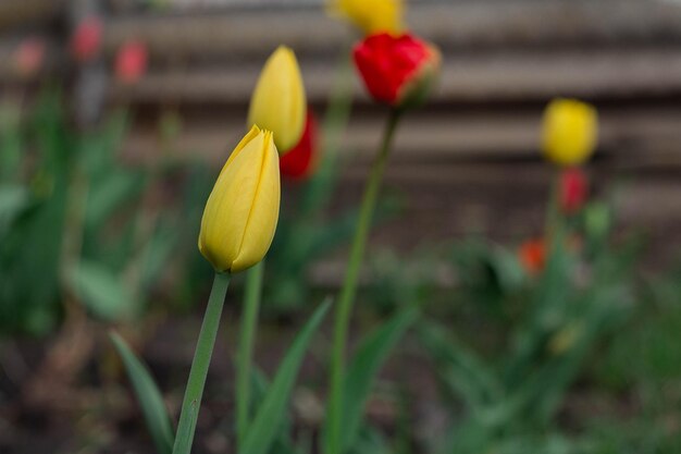 Tulipas florescem no quintal