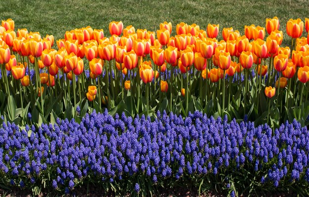 Tulipas florescendo na primavera