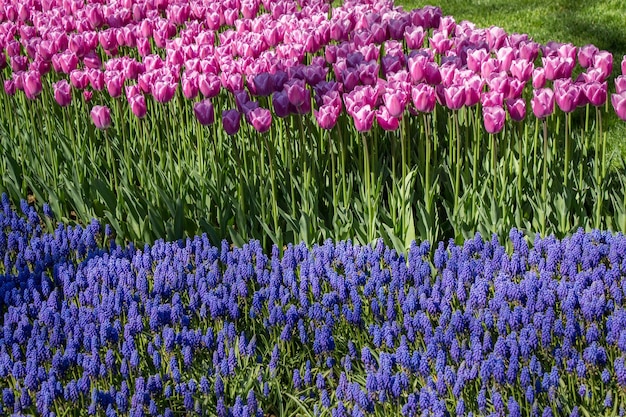 Tulipas florescendo na primavera