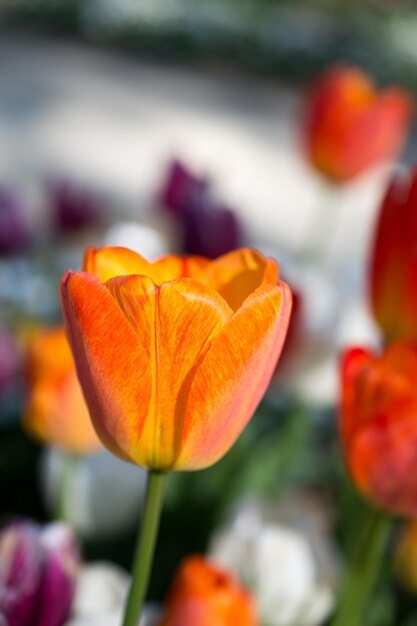 Tulipas florescendo na primavera