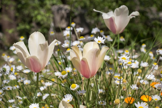 Tulipas florescendo na primavera